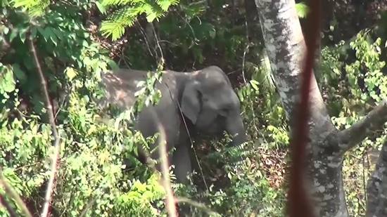 คลิปนาทีระทึก ช้างป่ายะลาวิ่งไล่ทำร้ายช่างภาพ บิดรถหนีเอาตัวรอด คลิปนาทีระทึก ช้างป่ายะลาวิ่งไล่ทำร้ายช่างภาพ บิดรถหนีเอาตัวรอด