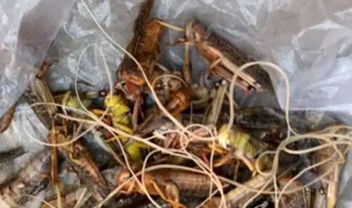 ตั๊กแตนทอด ตั๊กแตนทอด