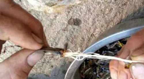 ตั๊กแตนทอด ตั๊กแตนทอด