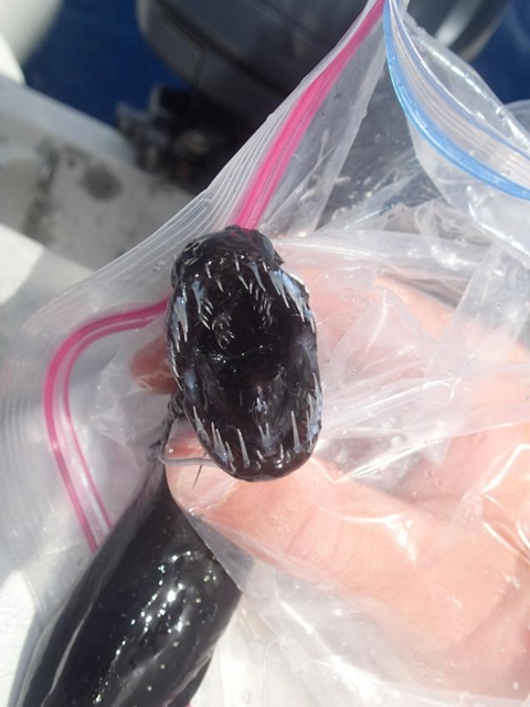 ปลามังกรดำ สัตว์ประหลาดน่าสะพรึงจากทะเลน้ำลึก ปลามังกรดำ สัตว์ประหลาดน่าสะพรึงจากทะเลน้ำลึก