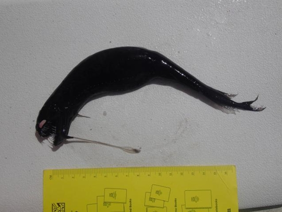 ปลามังกรดำ สัตว์ประหลาดน่าสะพรึงจากทะเลน้ำลึก ปลามังกรดำ สัตว์ประหลาดน่าสะพรึงจากทะเลน้ำลึก