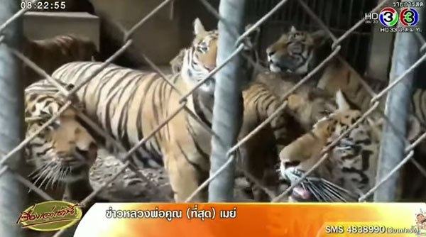 อัพเดท อาการหลวงตาจันทร์ ถูกเสือตะปบ ย้ำเป็นอุบัติเหตุ-ไม่มีเหตุผลที่เสือจะทำร้าย อัพเดท อาการหลวงตาจันทร์ ถูกเสือตะปบ ย้ำเป็นอุบัติเหตุ-ไม่มีเหตุผลที่เสือจะทำร้าย