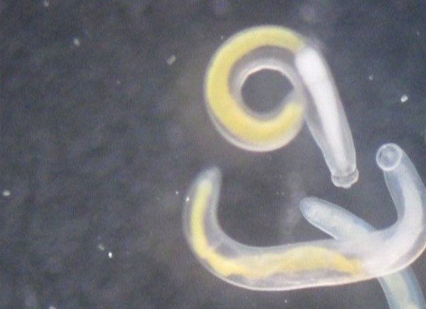 พยาธิตัวจี้ด ภัยร้ายที่ซ่อนตัวในปลาไหล ที่แม้แต่ความร้อนยังฆ่าไม่ตาย พยาธิตัวจี้ด ภัยร้ายที่ซ่อนตัวในปลาไหล ที่แม้แต่ความร้อนยังฆ่าไม่ตาย