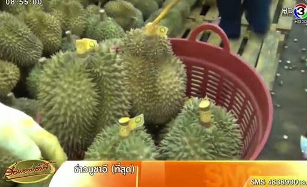 แชร์ว่อน ! ภาพทุเรียนแช่ฟอร์มาลีน-เกษตรเมืองจัน ยัน ปลอดภัยไร้สาร แชร์ว่อน ! ภาพทุเรียนแช่ฟอร์มาลีน-เกษตรเมืองจัน ยัน ปลอดภัยไร้สาร