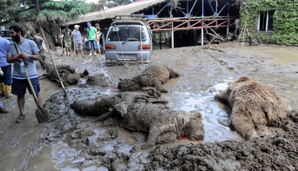 ภาพสุดสลด สัตว์ป่าในสวนสัตว์ตายเกลื่อน เซ่นน้ำท่วมจอร์เจีย ภาพสุดสลด สัตว์ป่าในสวนสัตว์ตายเกลื่อน เซ่นน้ำท่วมจอร์เจีย