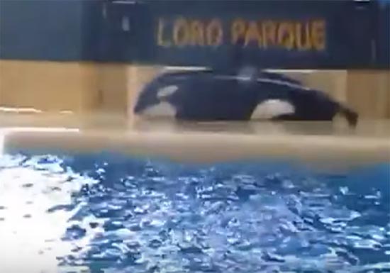 สลด คลิปวาฬเพชฌฆาตนอนนิ่งประชดชีวิต ผุดกระแสเรียกร้องปล่อยคืนสู่ทะเล สลด คลิปวาฬเพชฌฆาตนอนนิ่งประชดชีวิต ผุดกระแสเรียกร้องปล่อยคืนสู่ทะเล