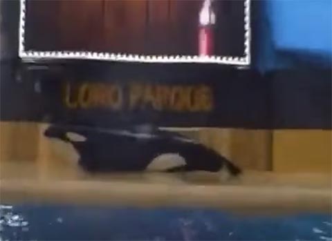 สลด คลิปวาฬเพชฌฆาตนอนนิ่งประชดชีวิต ผุดกระแสเรียกร้องปล่อยคืนสู่ทะเล สลด คลิปวาฬเพชฌฆาตนอนนิ่งประชดชีวิต ผุดกระแสเรียกร้องปล่อยคืนสู่ทะเล