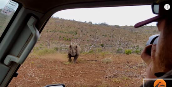 แทบหยุดหายใจ คลิปแรดพุ่งปะทะรถขณะคนแชะภาพ เจอแบบนี้ช็อกตายดีกว่า แทบหยุดหายใจ คลิปแรดพุ่งปะทะรถขณะคนแชะภาพ เจอแบบนี้ช็อกตายดีกว่า