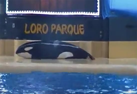 สลด คลิปวาฬเพชฌฆาตนอนนิ่งประชดชีวิต ผุดกระแสเรียกร้องปล่อยคืนสู่ทะเล สลด คลิปวาฬเพชฌฆาตนอนนิ่งประชดชีวิต ผุดกระแสเรียกร้องปล่อยคืนสู่ทะเล