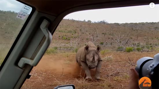 แทบหยุดหายใจ คลิปแรดพุ่งปะทะรถขณะคนแชะภาพ เจอแบบนี้ช็อกตายดีกว่า แทบหยุดหายใจ คลิปแรดพุ่งปะทะรถขณะคนแชะภาพ เจอแบบนี้ช็อกตายดีกว่า