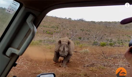 แทบหยุดหายใจ คลิปแรดพุ่งปะทะรถขณะคนแชะภาพ เจอแบบนี้ช็อกตายดีกว่า แทบหยุดหายใจ คลิปแรดพุ่งปะทะรถขณะคนแชะภาพ เจอแบบนี้ช็อกตายดีกว่า