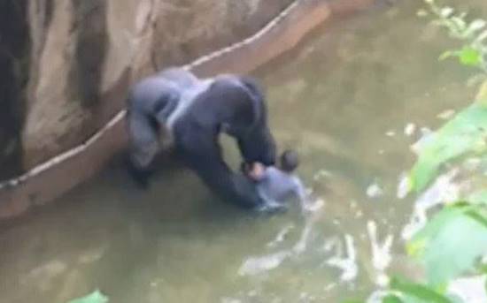 สลดอีกครั้ง ! สวนสัตว์จำใจยิงกอริลลาดับ หลังเด็กชายพลัดตกลงไปในกรง สลดอีกครั้ง ! สวนสัตว์จำใจยิงกอริลลาดับ หลังเด็กชายพลัดตกลงไปในกรง