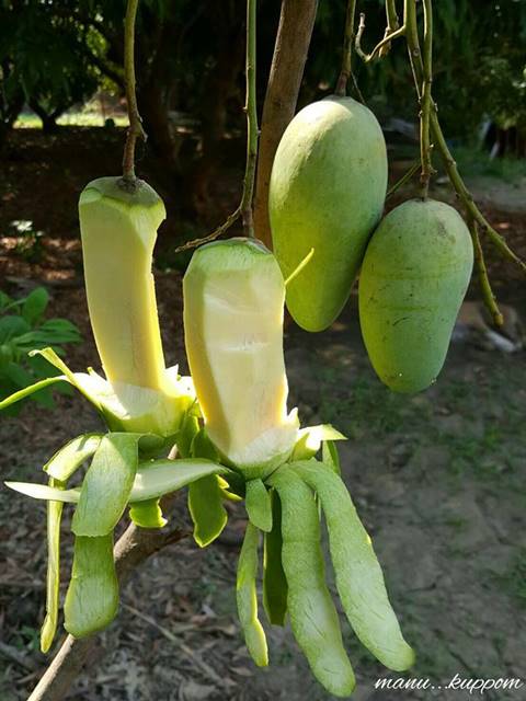 จะฮาดีไหม ติดป้ายห้ามเก็บมะม่วง สุดท้ายถูกขโมยกิน แบบไม่ถูกตัดสักพวง จะฮาดีไหม ติดป้ายห้ามเก็บมะม่วง สุดท้ายถูกขโมยกิน แบบไม่ถูกตัดสักพวง