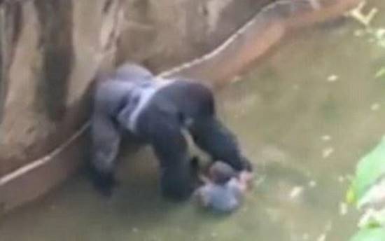 สลดอีกครั้ง ! สวนสัตว์จำใจยิงกอริลลาดับ หลังเด็กชายพลัดตกลงไปในกรง สลดอีกครั้ง ! สวนสัตว์จำใจยิงกอริลลาดับ หลังเด็กชายพลัดตกลงไปในกรง