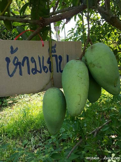 จะฮาดีไหม ติดป้ายห้ามเก็บมะม่วง สุดท้ายถูกขโมยกิน แบบไม่ถูกตัดสักพวง จะฮาดีไหม ติดป้ายห้ามเก็บมะม่วง สุดท้ายถูกขโมยกิน แบบไม่ถูกตัดสักพวง