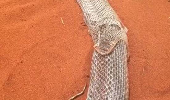 งูหลามสุดบ๊องลอกคราบแล้วออกไม่ได้ เลื้อยวนในคราบวงกลมร่วม 3 ชั่วโมง งูหลามสุดบ๊องลอกคราบแล้วออกไม่ได้ เลื้อยวนในคราบวงกลมร่วม 3 ชั่วโมง