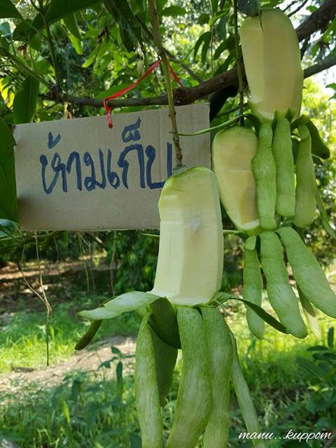 จะฮาดีไหม ติดป้ายห้ามเก็บมะม่วง สุดท้ายถูกขโมยกิน แบบไม่ถูกตัดสักพวง จะฮาดีไหม ติดป้ายห้ามเก็บมะม่วง สุดท้ายถูกขโมยกิน แบบไม่ถูกตัดสักพวง