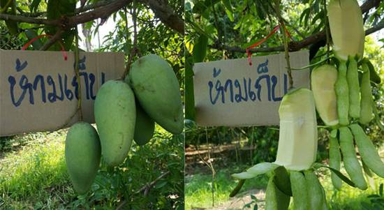 จะฮาดีไหม ติดป้ายห้ามเก็บมะม่วง สุดท้ายถูกขโมยกิน แบบไม่ถูกตัดสักพวง จะฮาดีไหม ติดป้ายห้ามเก็บมะม่วง สุดท้ายถูกขโมยกิน แบบไม่ถูกตัดสักพวง