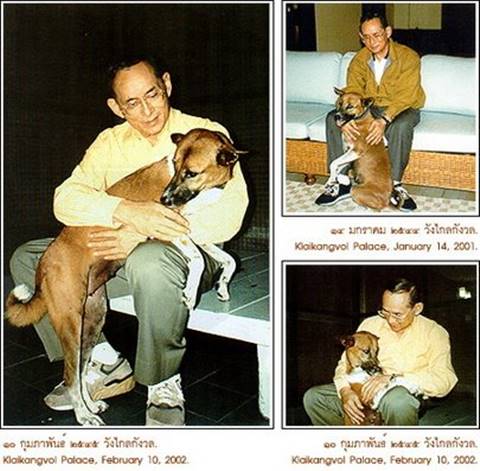 รวมภาพหาชมยาก ในหลวง ทรงฉายภาพกับสุนัขทรงเลี้ยง รวมภาพหาชมยาก ในหลวง ทรงฉายภาพกับสุนัขทรงเลี้ยง