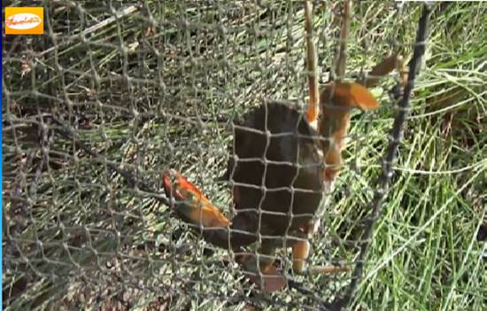เจ้าของธุรกิจฟาร์มปู โดนมือมืดลอบดักปูเกือบหมดบ่อ เสียหายกว่า 2 แสน เจ้าของธุรกิจฟาร์มปู โดนมือมืดลอบดักปูเกือบหมดบ่อ เสียหายกว่า 2 แสน