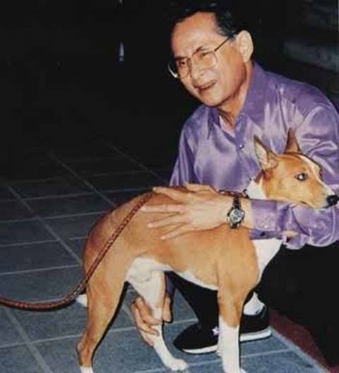 รวมภาพหาชมยาก ในหลวง ทรงฉายภาพกับสุนัขทรงเลี้ยง รวมภาพหาชมยาก ในหลวง ทรงฉายภาพกับสุนัขทรงเลี้ยง