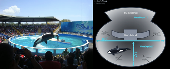 สลดใจ พิพิธภัณฑ์สัตว์น้ำขังวาฬเพชฌฆาตในแทงก์แคบ อยู่โดดเดี่ยวมานานกว่า 35 ปี สลดใจ พิพิธภัณฑ์สัตว์น้ำขังวาฬเพชฌฆาตในแทงก์แคบ อยู่โดดเดี่ยวมานานกว่า 35 ปี