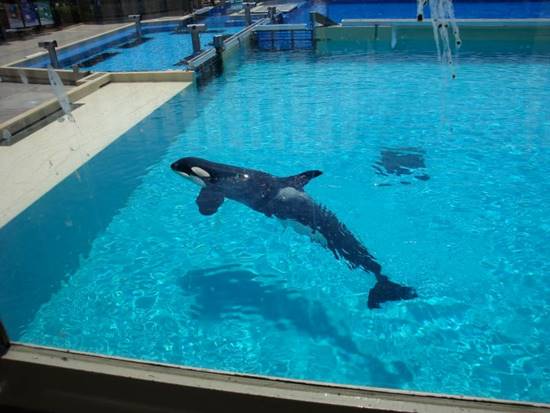 สลดใจ พิพิธภัณฑ์สัตว์น้ำขังวาฬเพชฌฆาตในแทงก์แคบ อยู่โดดเดี่ยวมานานกว่า 35 ปี สลดใจ พิพิธภัณฑ์สัตว์น้ำขังวาฬเพชฌฆาตในแทงก์แคบ อยู่โดดเดี่ยวมานานกว่า 35 ปี