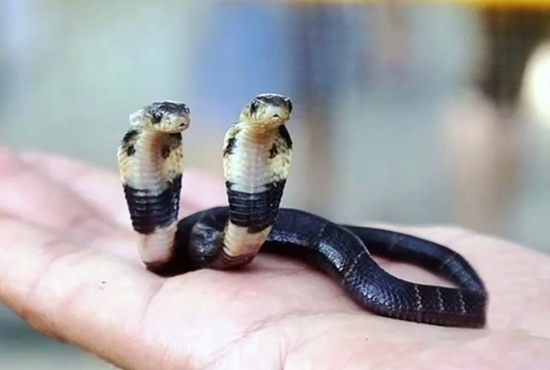 นักเพาะพันธุ์งูตะลึง พบลูกงูเห่าประหลาด โผล่ชูคอสองหัว นักเพาะพันธุ์งูตะลึง พบลูกงูเห่าประหลาด โผล่ชูคอสองหัว
