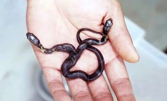 นักเพาะพันธุ์งูตะลึง พบลูกงูเห่าประหลาด โผล่ชูคอสองหัว นักเพาะพันธุ์งูตะลึง พบลูกงูเห่าประหลาด โผล่ชูคอสองหัว