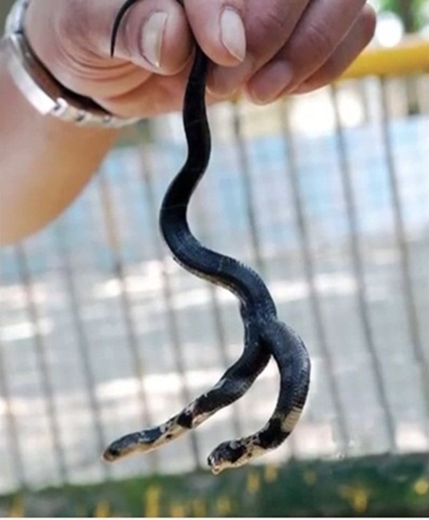 นักเพาะพันธุ์งูตะลึง พบลูกงูเห่าประหลาด โผล่ชูคอสองหัว นักเพาะพันธุ์งูตะลึง พบลูกงูเห่าประหลาด โผล่ชูคอสองหัว