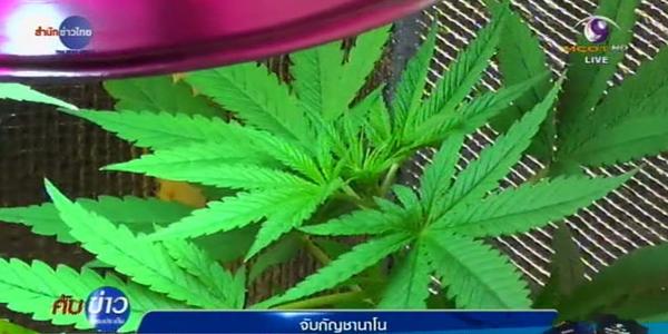 รวบแก๊งหนุ่มแสบปลูกกัญชานาโนขาย รวบแก๊งหนุ่มแสบปลูกกัญชานาโนขาย