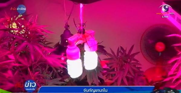 รวบแก๊งหนุ่มแสบปลูกกัญชานาโนขาย รวบแก๊งหนุ่มแสบปลูกกัญชานาโนขาย
