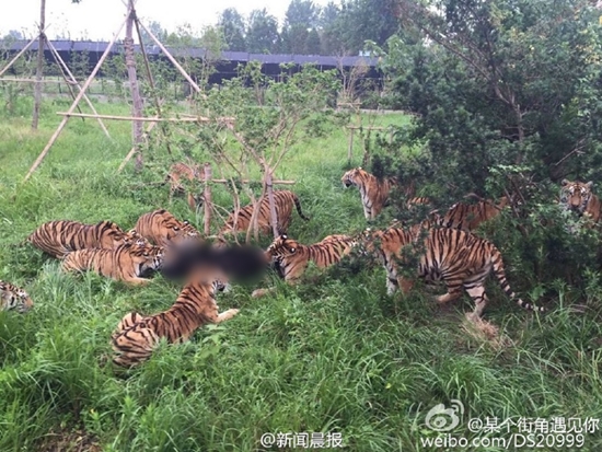 ลูกหมีดำหลุดกรง ถูกฝูงเสือโคร่งนับสิบรุมขย้ำตายคาสวนสัตว์จีน ลูกหมีดำหลุดกรง ถูกฝูงเสือโคร่งนับสิบรุมขย้ำตายคาสวนสัตว์จีน
