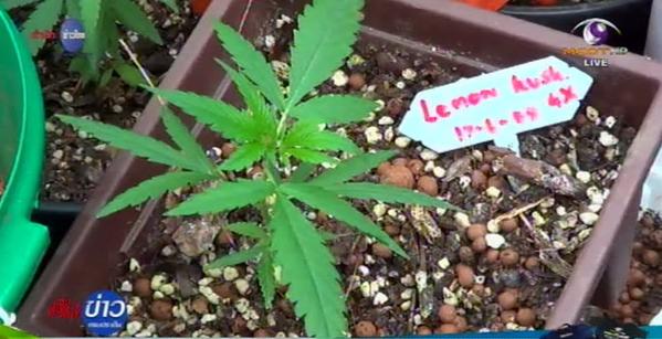 รวบแก๊งหนุ่มแสบปลูกกัญชานาโนขาย รวบแก๊งหนุ่มแสบปลูกกัญชานาโนขาย