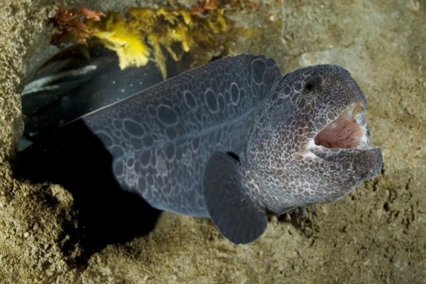 ตะลึง !! ชาวประมงญี่ปุ่นจับได้ ตะลึง !! ชาวประมงญี่ปุ่นจับได้