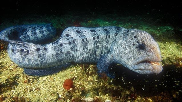 ตะลึง !! ชาวประมงญี่ปุ่นจับได้ ตะลึง !! ชาวประมงญี่ปุ่นจับได้