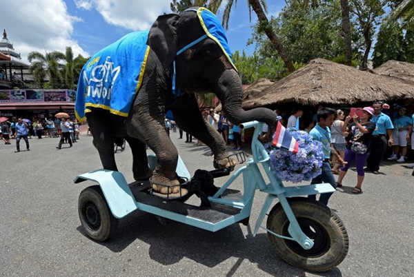 ชมกันอีกครั้ง ภาพประทับใจ bike for mom ประวัติศาสตร์ปั่นเพื่อแม่ ชมกันอีกครั้ง ภาพประทับใจ bike for mom ประวัติศาสตร์ปั่นเพื่อแม่