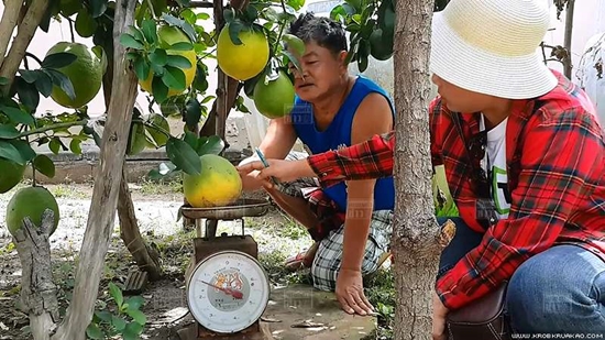 ขอนแก่นพบมะนาวยักษ์ ใหญ่เท่าลูกส้มโอ เล็งเพาะพันธุ์แจก ขอนแก่นพบมะนาวยักษ์ ใหญ่เท่าลูกส้มโอ เล็งเพาะพันธุ์แจก