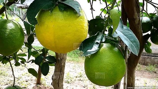 ขอนแก่นพบมะนาวยักษ์ ใหญ่เท่าลูกส้มโอ เล็งเพาะพันธุ์แจก ขอนแก่นพบมะนาวยักษ์ ใหญ่เท่าลูกส้มโอ เล็งเพาะพันธุ์แจก