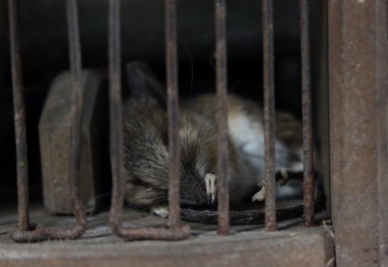 กับดักหนูโบราณ 155 ปียังทำงานได้ดี กับดักหนูโบราณ 155 ปียังทำงานได้ดี