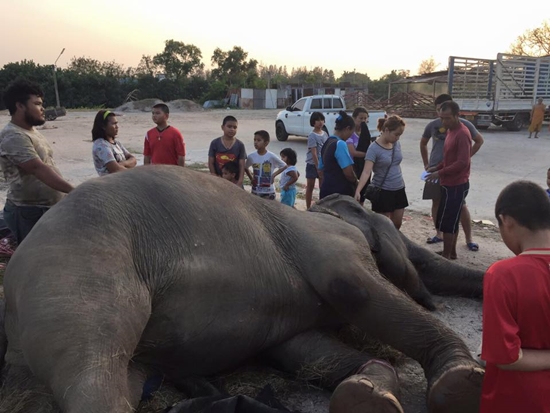 ยื้อไม่ไหว ! พังสำรวย ช้างตกใจเสียงพลุฉลองปีใหม่ ตายแล้ว ยื้อไม่ไหว ! พังสำรวย ช้างตกใจเสียงพลุฉลองปีใหม่ ตายแล้ว