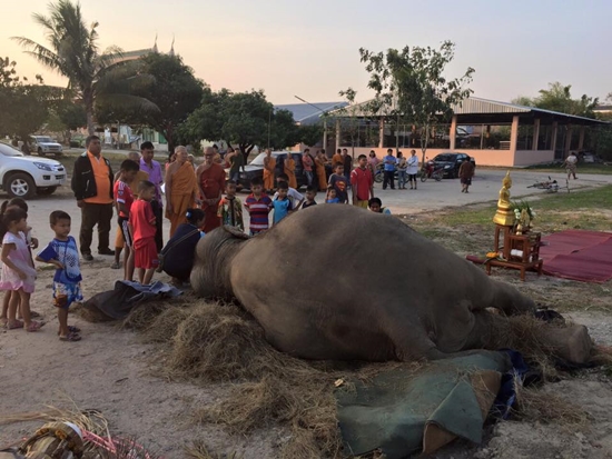 ยื้อไม่ไหว ! พังสำรวย ช้างตกใจเสียงพลุฉลองปีใหม่ ตายแล้ว ยื้อไม่ไหว ! พังสำรวย ช้างตกใจเสียงพลุฉลองปีใหม่ ตายแล้ว