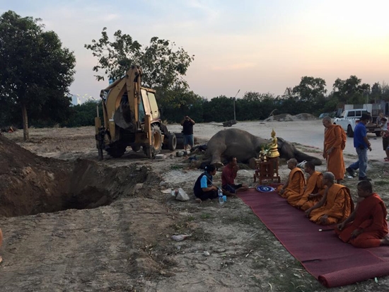 ยื้อไม่ไหว ! พังสำรวย ช้างตกใจเสียงพลุฉลองปีใหม่ ตายแล้ว ยื้อไม่ไหว ! พังสำรวย ช้างตกใจเสียงพลุฉลองปีใหม่ ตายแล้ว