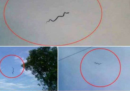 แชร์ว่อน ! ภาพงูลอยฟ้า ชี้ไม่ใช่อิทธิฤทธิ์พญานาค-เหตุเกิดที่อินเดีย แชร์ว่อน ! ภาพงูลอยฟ้า ชี้ไม่ใช่อิทธิฤทธิ์พญานาค-เหตุเกิดที่อินเดีย