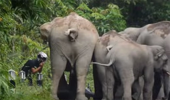 ช้างป่าเขาใหญ่ ล้อมหนุ่มขี่มอเตอร์ไซค์-เจ้าตัวทิ้งรถ ยกมือไหว้ (มีคลิป) ช้างป่าเขาใหญ่ ล้อมหนุ่มขี่มอเตอร์ไซค์-เจ้าตัวทิ้งรถ ยกมือไหว้ (มีคลิป)