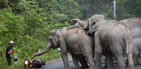 ช้างป่าเขาใหญ่ ล้อมหนุ่มขี่มอเตอร์ไซค์-เจ้าตัวทิ้งรถ ยกมือไหว้ (มีคลิป) ช้างป่าเขาใหญ่ ล้อมหนุ่มขี่มอเตอร์ไซค์-เจ้าตัวทิ้งรถ ยกมือไหว้ (มีคลิป)
