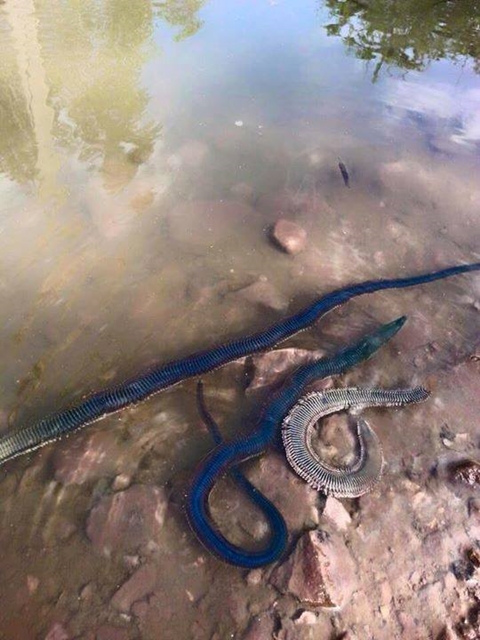 ขนลุก ! สิ่งมีชีวิตประหลาดลอยเหนือน้ำเกลื่อน ชาวเน็ตสงสัยเป็นตัวอะไร ? ขนลุก ! สิ่งมีชีวิตประหลาดลอยเหนือน้ำเกลื่อน ชาวเน็ตสงสัยเป็นตัวอะไร ?