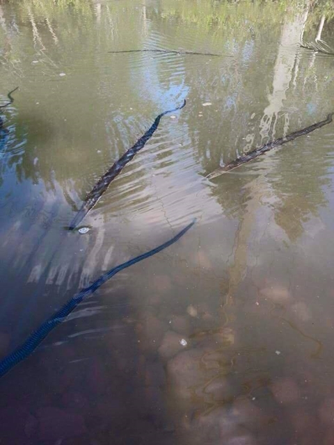 ขนลุก ! สิ่งมีชีวิตประหลาดลอยเหนือน้ำเกลื่อน ชาวเน็ตสงสัยเป็นตัวอะไร ? ขนลุก ! สิ่งมีชีวิตประหลาดลอยเหนือน้ำเกลื่อน ชาวเน็ตสงสัยเป็นตัวอะไร ?