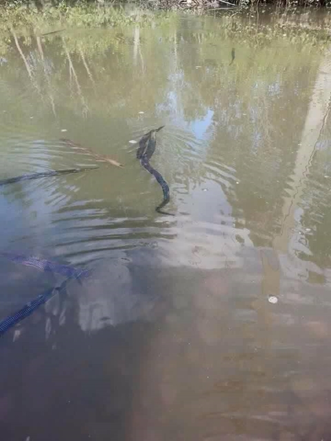 ขนลุก ! สิ่งมีชีวิตประหลาดลอยเหนือน้ำเกลื่อน ชาวเน็ตสงสัยเป็นตัวอะไร ? ขนลุก ! สิ่งมีชีวิตประหลาดลอยเหนือน้ำเกลื่อน ชาวเน็ตสงสัยเป็นตัวอะไร ?