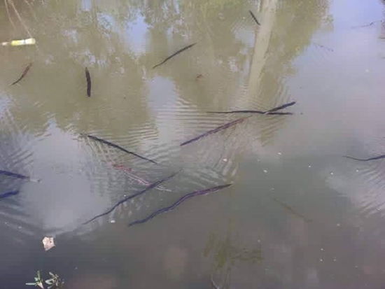 ขนลุก ! สิ่งมีชีวิตประหลาดลอยเหนือน้ำเกลื่อน ชาวเน็ตสงสัยเป็นตัวอะไร ? ขนลุก ! สิ่งมีชีวิตประหลาดลอยเหนือน้ำเกลื่อน ชาวเน็ตสงสัยเป็นตัวอะไร ?